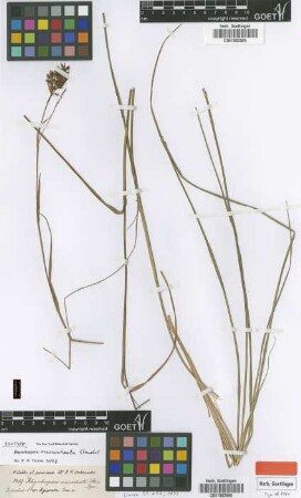 Rhynchospora macrochaeta Steud. [isotype]