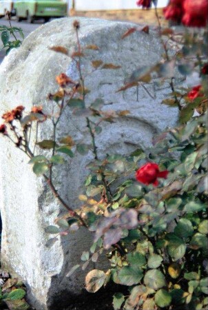 Grenzstein hinter Rosenbusch mit Erfurter Rad