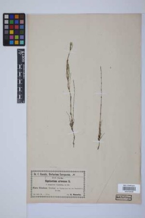 Equisetum arvense L.
