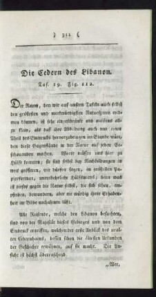 Taf. 19. Fig. 112. - 113. Die Cedern des Libanon