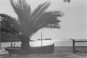 Palme : Ruderboot neben einer Palme am Strand an der Adria.