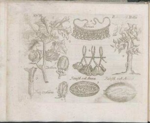 Tab. XVIII
