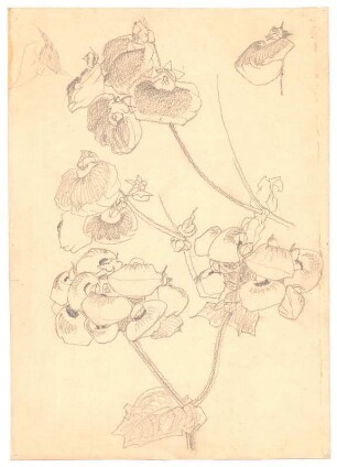 Pflanzenstudie : Blütenzweige und Einzelblüten der Pantoffelblume