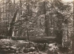 Böhmerwald. Urwald am Kubani