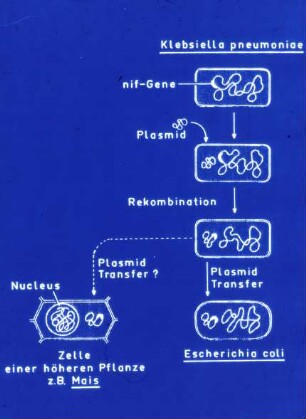 Plasmid Transfer