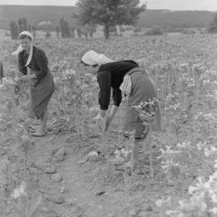 Tabakernte auf den Feldern der Landwirtschaftlichen Produktionsgenossenschaft in Konusch in der Gegend von Chaskowo