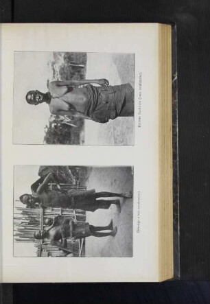 Bakongo. Femme Bashilele.
