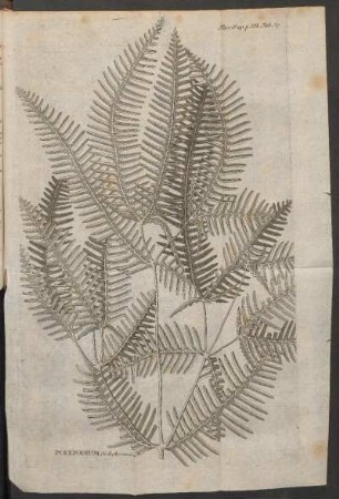 Polypodium dichotomum