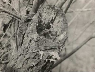 Kleine Bartfledermaus (Myotis mystacinus KUHL.), ihr Baumversteck verlassend