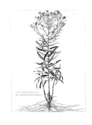 Aster Latifolius Tripolii Flore