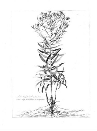 Aster Latifolius Tripolii Flore