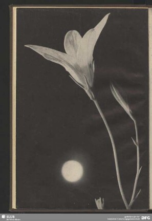 Glockenblume