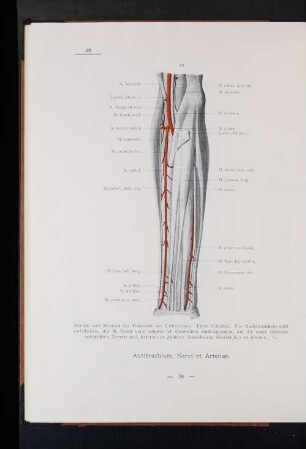 Nervi et Arteriae.