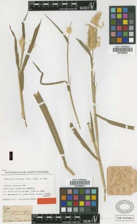 Pennisetum mollissimum Hochst. [isotype]