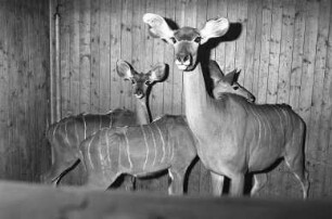 Neues Kudu-Pärchen im Karlsruher Zoo