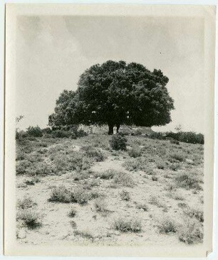 nebi oscha'