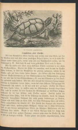 Amphibien oder Lurche.