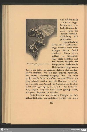 Kohlweißling, Pieris brassicae, Linn., auf Thymian