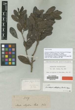 Maba elliptica J.R.Forst. & G.Forst. [type]