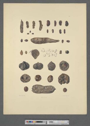 [Tafel 107. Verschiedene Früchte, Samen, Wurzeln etc.]