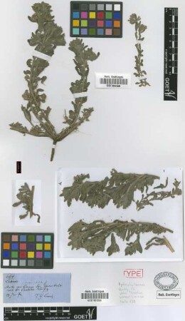 Nama echioides Griseb. [syntype]