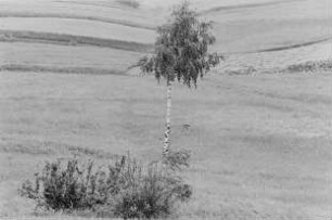 Polen. Landschaft mit Birke