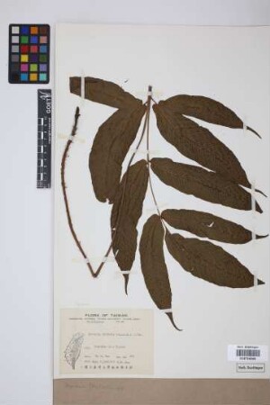 Aspidium (Tectaria) spp.