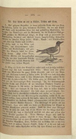 XII. Das Leben an und in Flüssen, Teichen und Seen