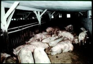 Umgebauter Maststall für ca. 400 Schweine