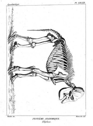 Pl. XXXII. Systême Anatomique. Eléphant.