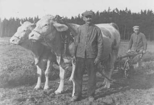 Kleinbauer Riedel aus Schwarzenberg mit Ochsengespann bei der Feldarbeit : Kleinbauer Riedel aus Schwarzenberg mit Ochsengespann bei der Feldarbeit