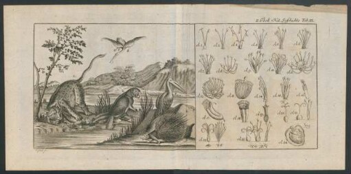 II. Theil. Tafel III.