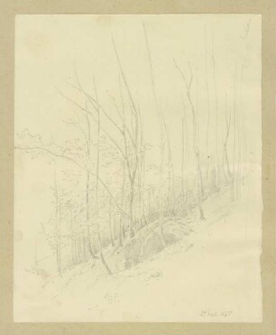 Waldhang mit Felsen