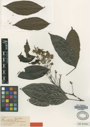 Inga strigillosa Spruce ex Benth. [type]