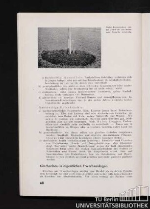 Kirschenbau in eigentlichen Erwerbsanlagen