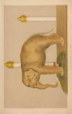 Der weisse Elephant