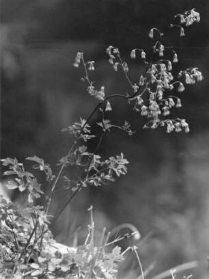 Alpen-Wiesenraute (Thalictrum alpinum), Familie der Hahnenfußgewächse (Ranunculaceae)