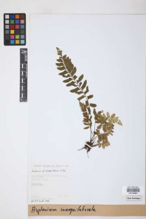 Asplenium inaequilaterale Willd.