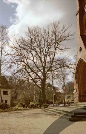 Schönningstedter Straße: vor Maria Magdalenen-Kirche: Friedenseiche