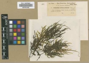 Thamnium subfasciculatum Müll.Hal.