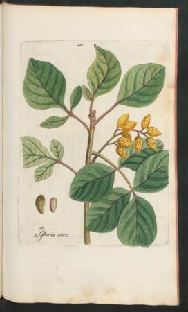 415. Pistacia vera