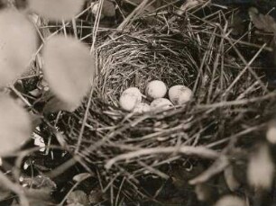 Europa. Rotrückenwürger oder Neuntöter (Lanius collurio). Nest und Gelege