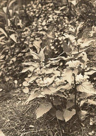 Weiße Taubnessel (Lamium album)