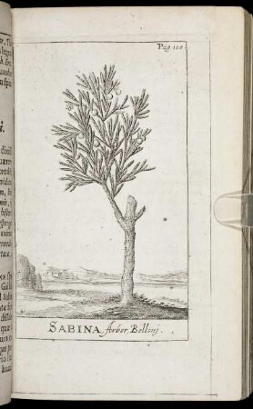 Sabina, Arbor, Belloni.