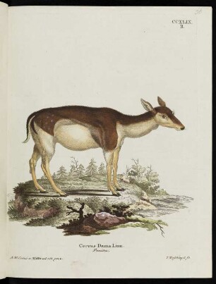 CCXLIX. B. Cervus Dama Linn. Femina.