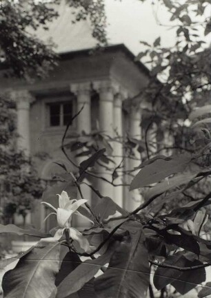 Dresden-Pillnitz. Schloßpark. Blütenzweig einer großblütigen Magnolie (Magnolia grandiflora) vor dem Bergpalais