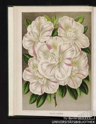 Pl. IV. Elise Lieber.