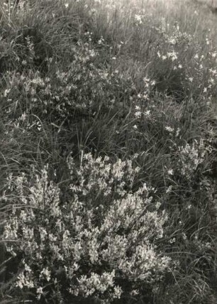 Färber-Ginster (Genista tinctoria) und Rispige Graslilie (Anthericum ramosum) im Naturschutzgebiet Mortelgrund bei Waldheim