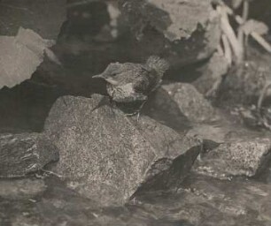 Wasseramsel (Cinclus cinclus L. ). Flugfähiger Jungvogel