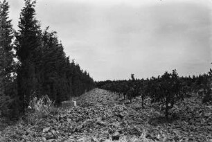 Orangenplantage : Blick auf eine Orangenplantage und den vorgelagerten Windschutz.